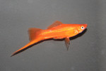 Zwaarddrager Rood